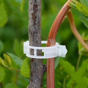Durable 30mm Plastic Plant Support Clips